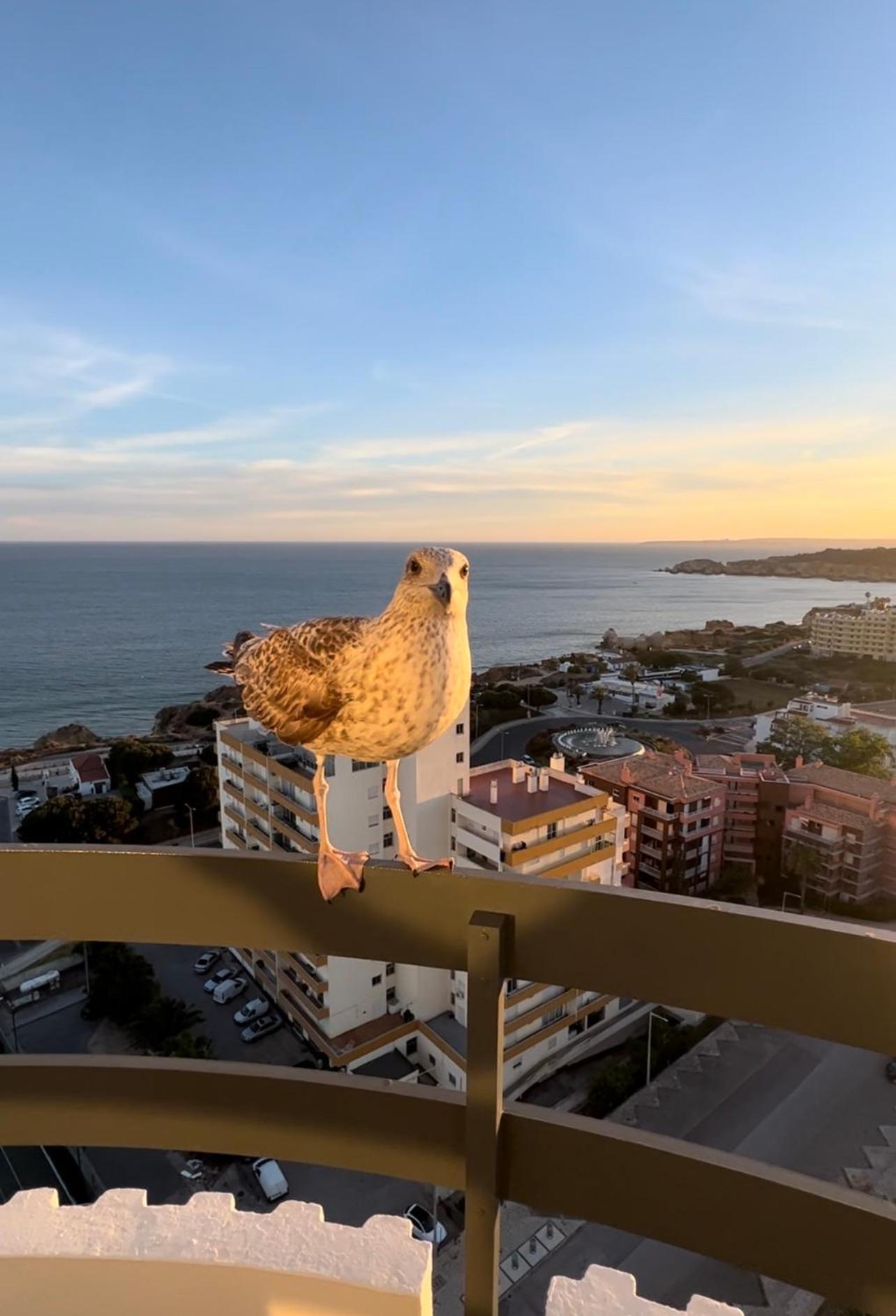 Top Ocean View Apartment - Amazing Sunset - Modern Style - Pool & 200M To Beach Portimão Exterior foto